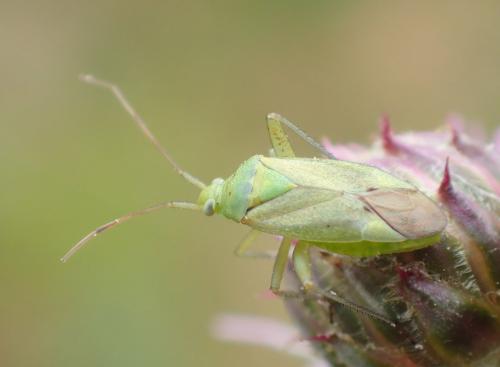 Closterotomus norwegicus